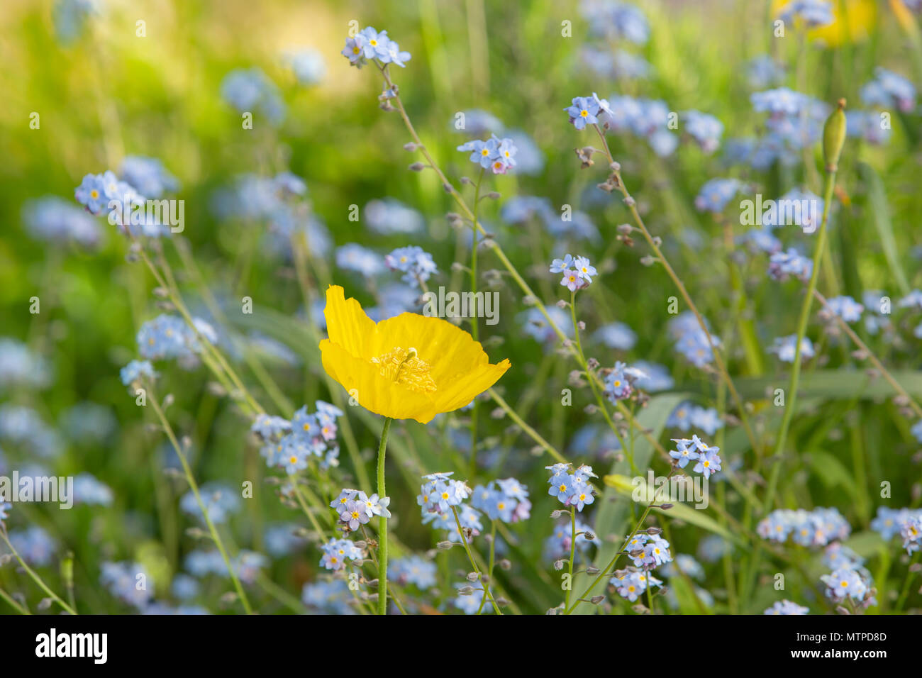 Yellow Poppy growing among Forget-me-not flowers in a garden Wales. Stock Photo