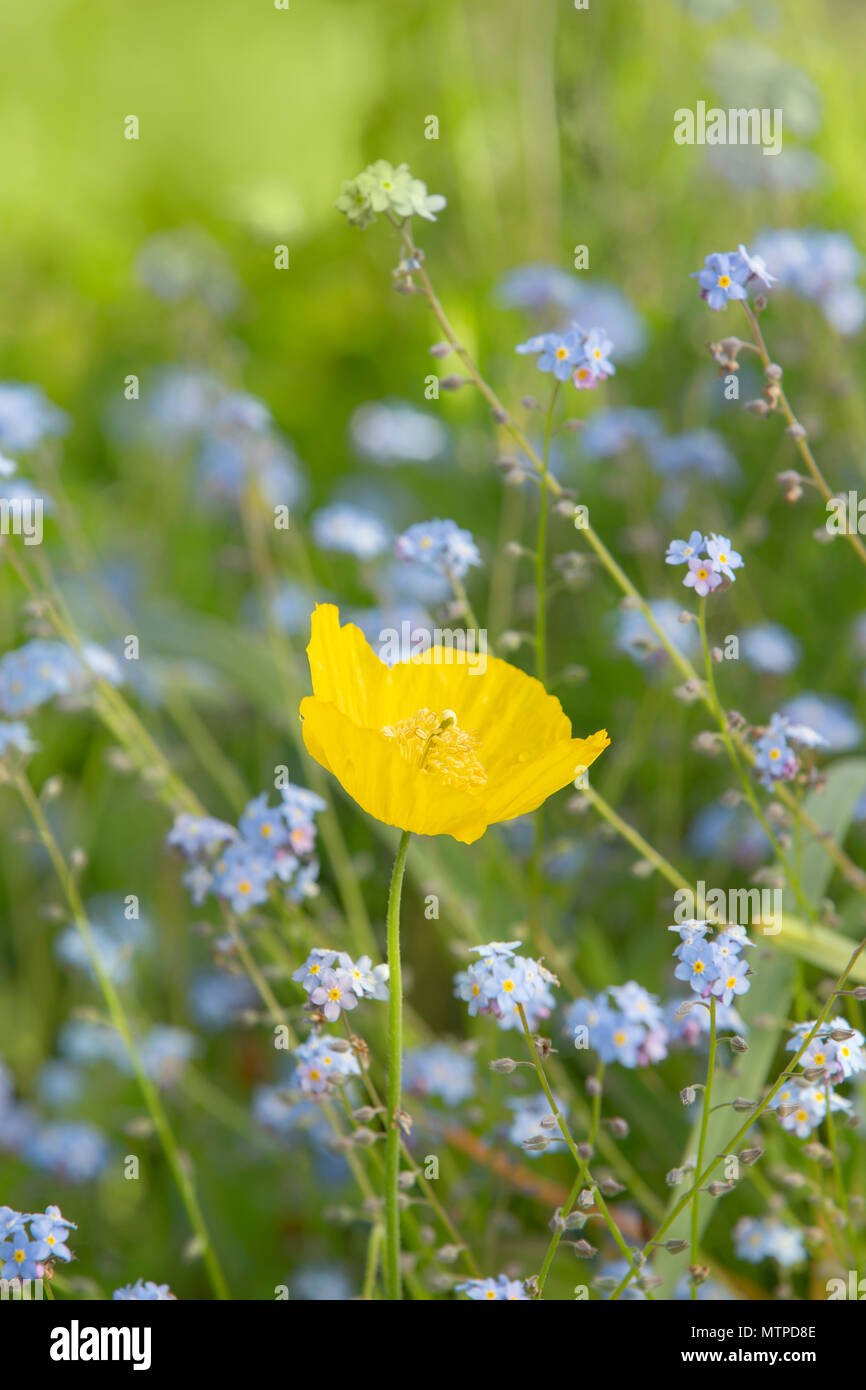 Yellow Poppy growing among Forget-me-not flowers in a garden Wales. Stock Photo