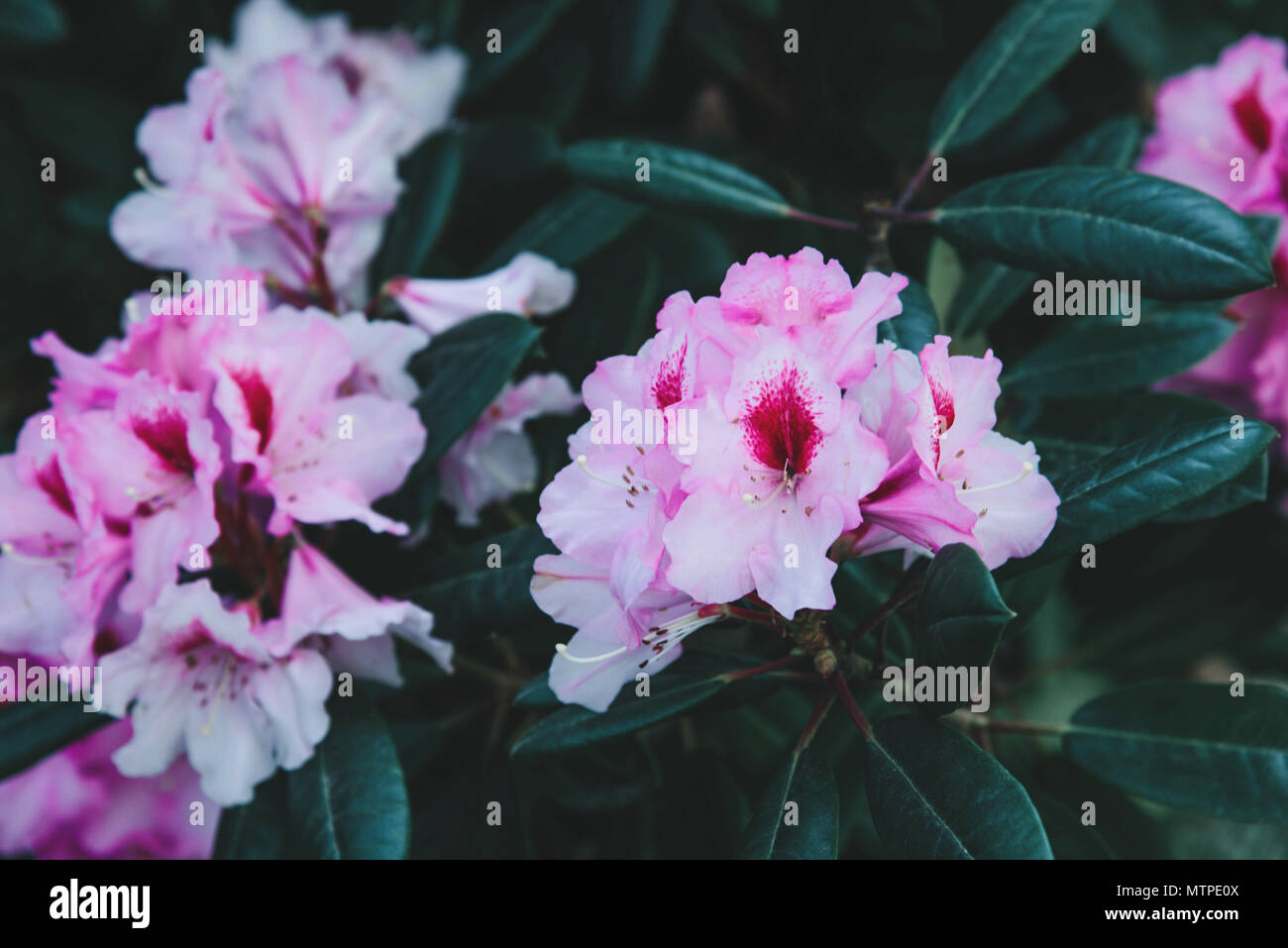 Rhododendron pink flowers background. Rhododendron flower pattern Stock