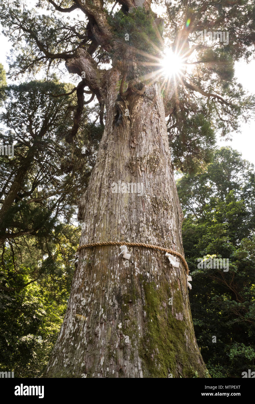 800-year old sacred Japanese cedar tree (goshinboku)  (yorishima) with  shimenawa ropes  and shide paper streamers   at Kirishima Shrine , Kyushu, Japan Stock Photo