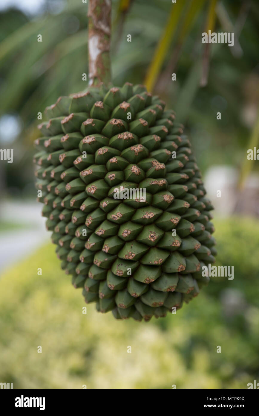 Adan fruit okinawa japan hires stock photography and images Alamy