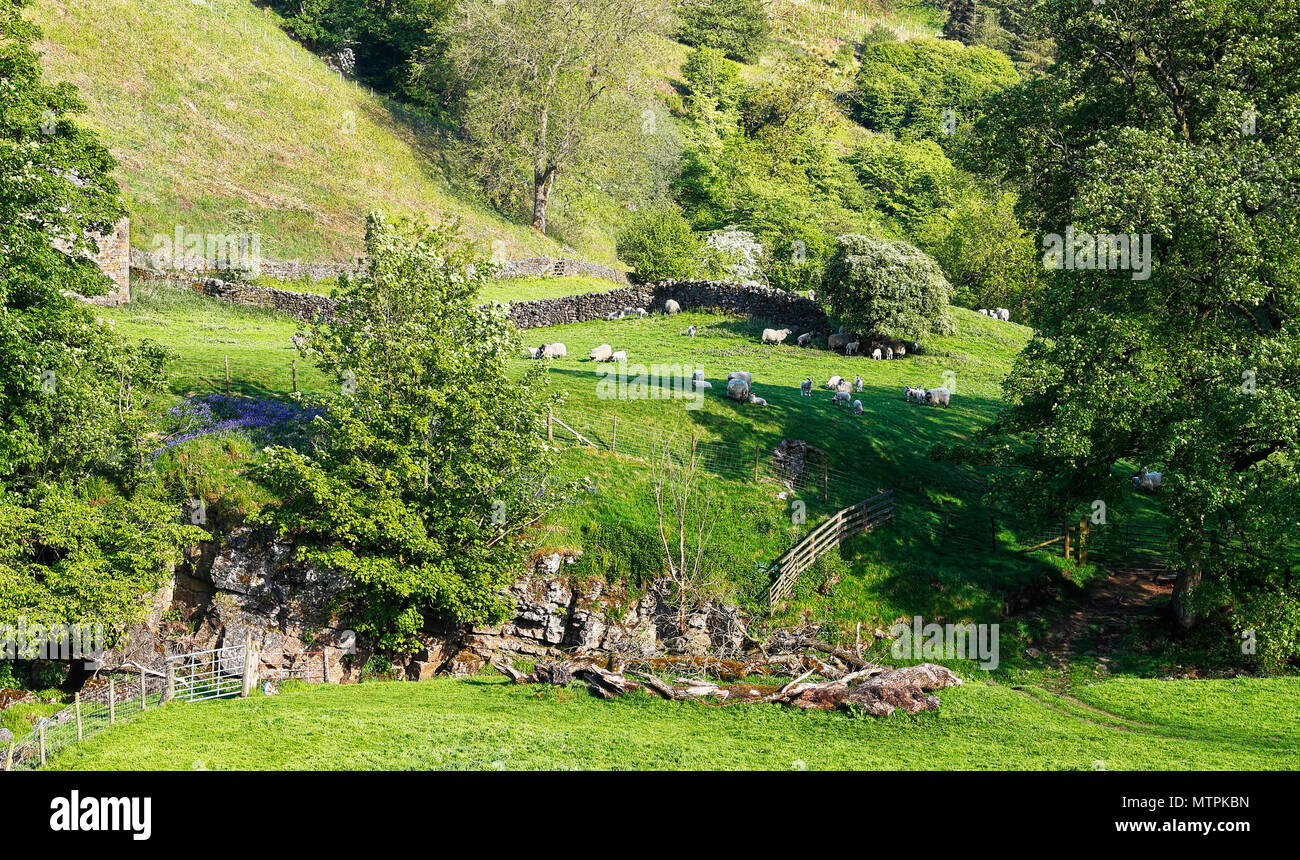 The incredible beauty of the Nidd Valley Nidderdale AONB North Yorkshire Stock Photo