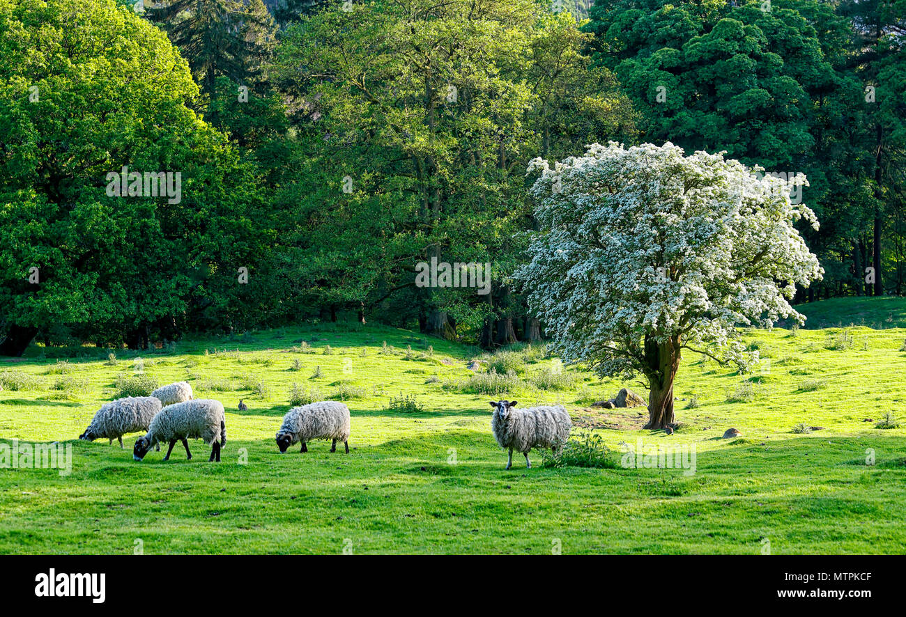 The incredible beauty of the Nidd Valley Nidderdale AONB North Yorkshire Stock Photo
