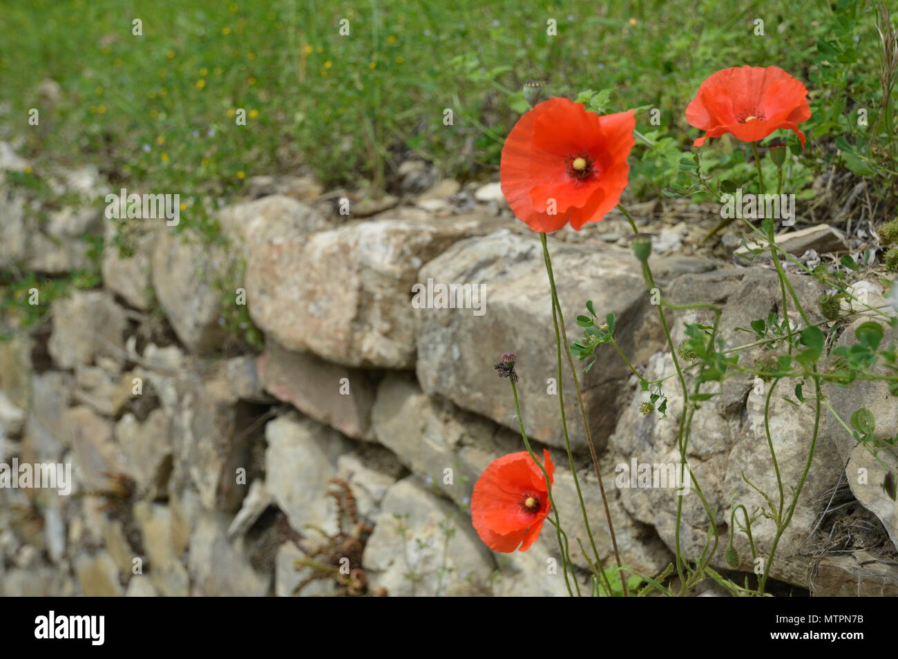 Dry stone wall flowers hi-res stock photography and images - Alamy