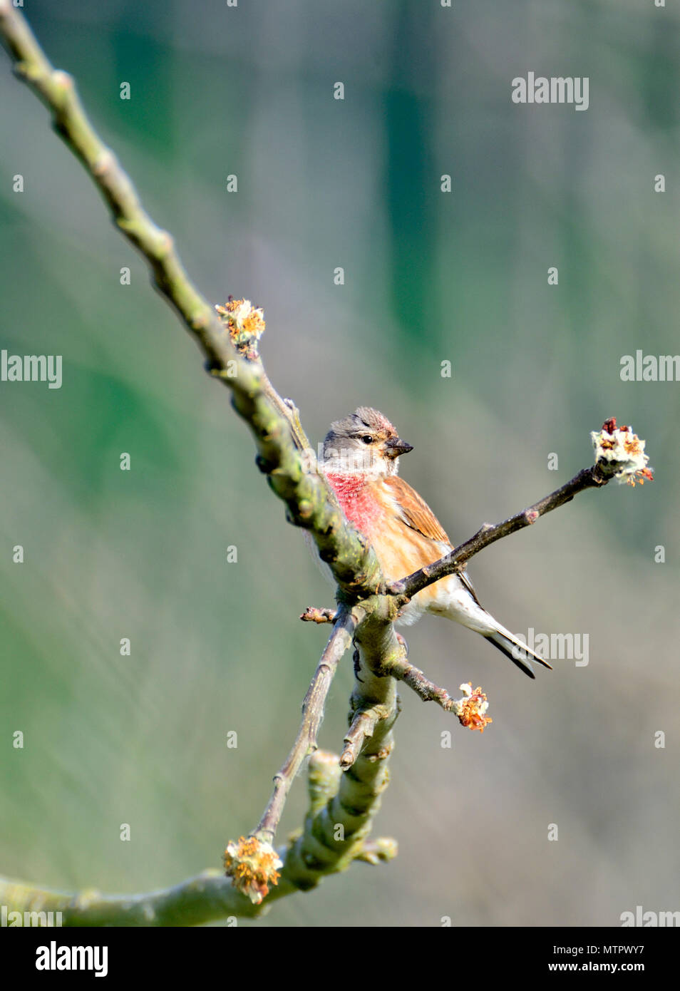 Linnet Birds For Sale Uk | informacionpublica.svet.gob.gt