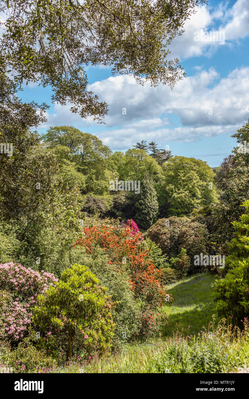 Cornwall Rhododendron Rhododendron Valley at the center of Trebah Garden, Cornwall, England ...