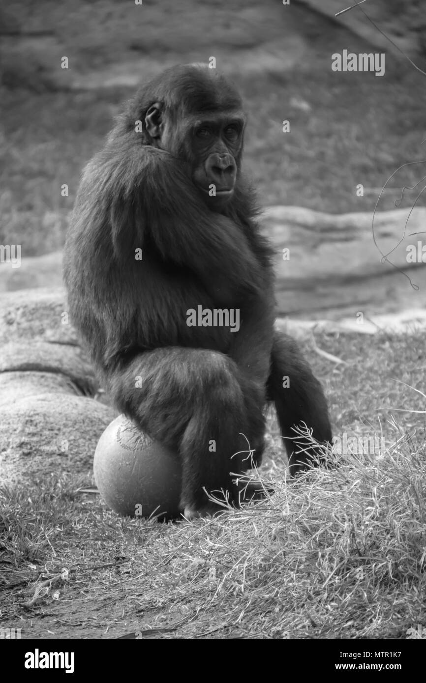 Mirada de un Gorila con su juguete Stock Photo