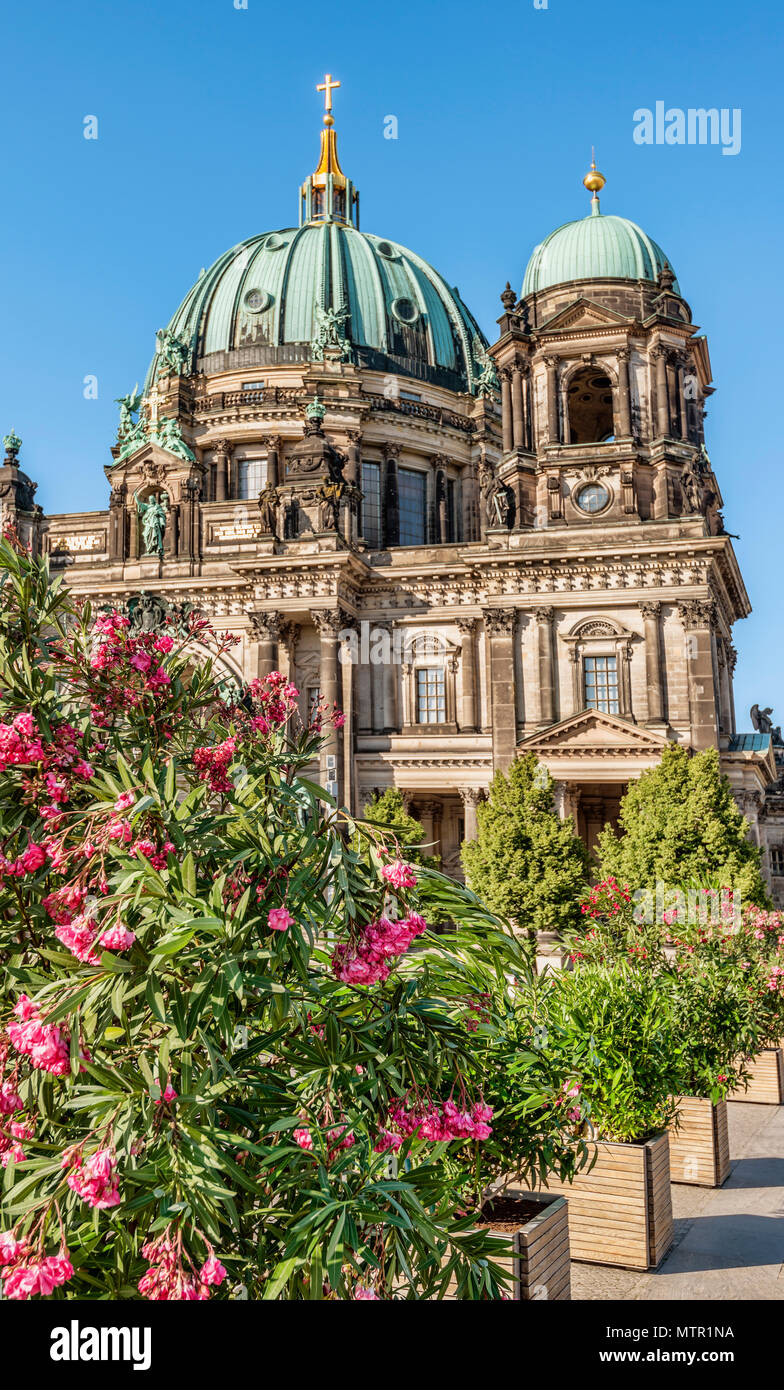 Berlin Cathedral with spring flower in front, Germany Stock Photo