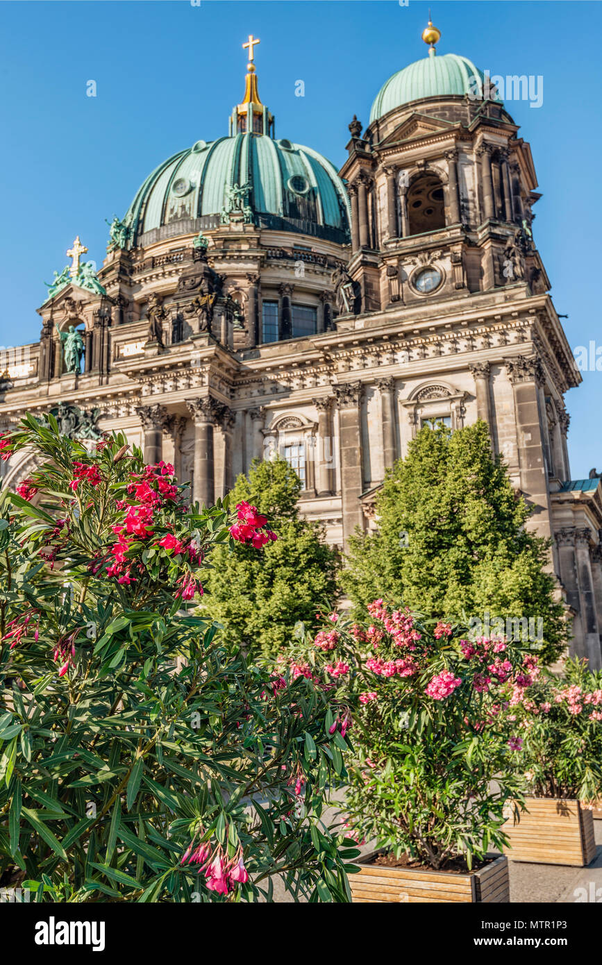 Berlin Cathedral with spring flower in front, Germany Stock Photo Alamy