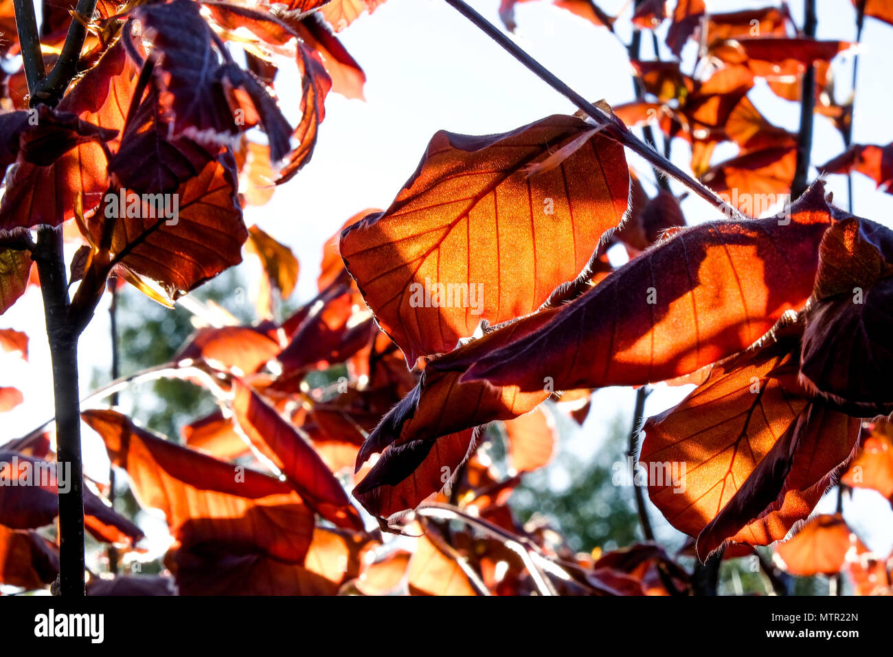 close up of copper coloured leaves and branches of a copper beach hedge, back light from the summer sun forming dapple light on the leaves, the colors Stock Photo