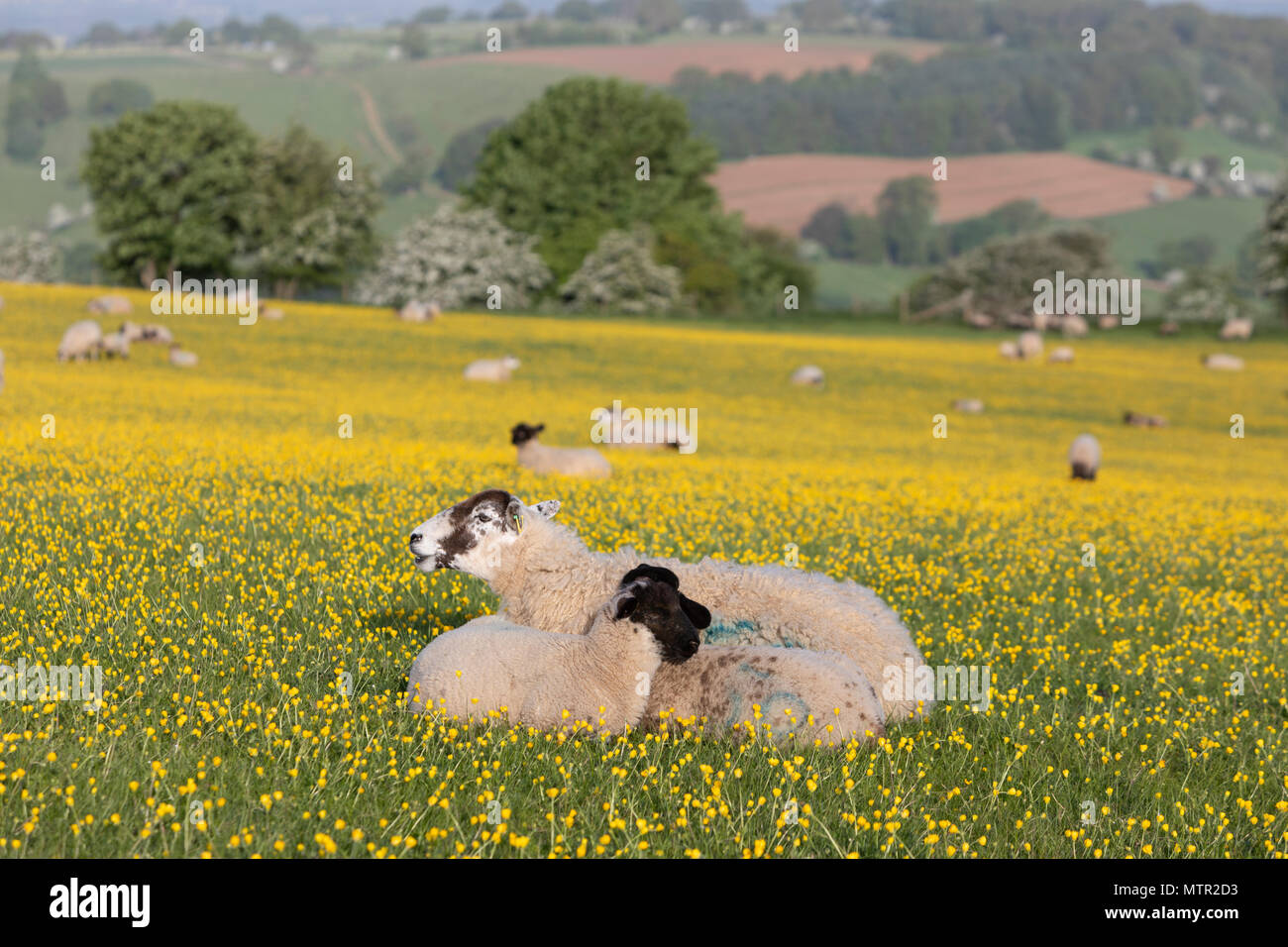 Sheep and lambs lying down in Buttercup field, Broadway, Cotswolds AONB, Worcestershire, England, United Kingdom, Europe Stock Photo