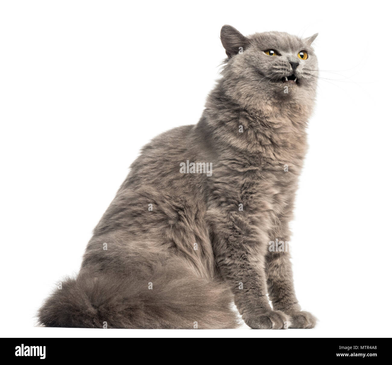 Side view of a British Longhair sitting, looking agressive, isolated on white Stock Photo