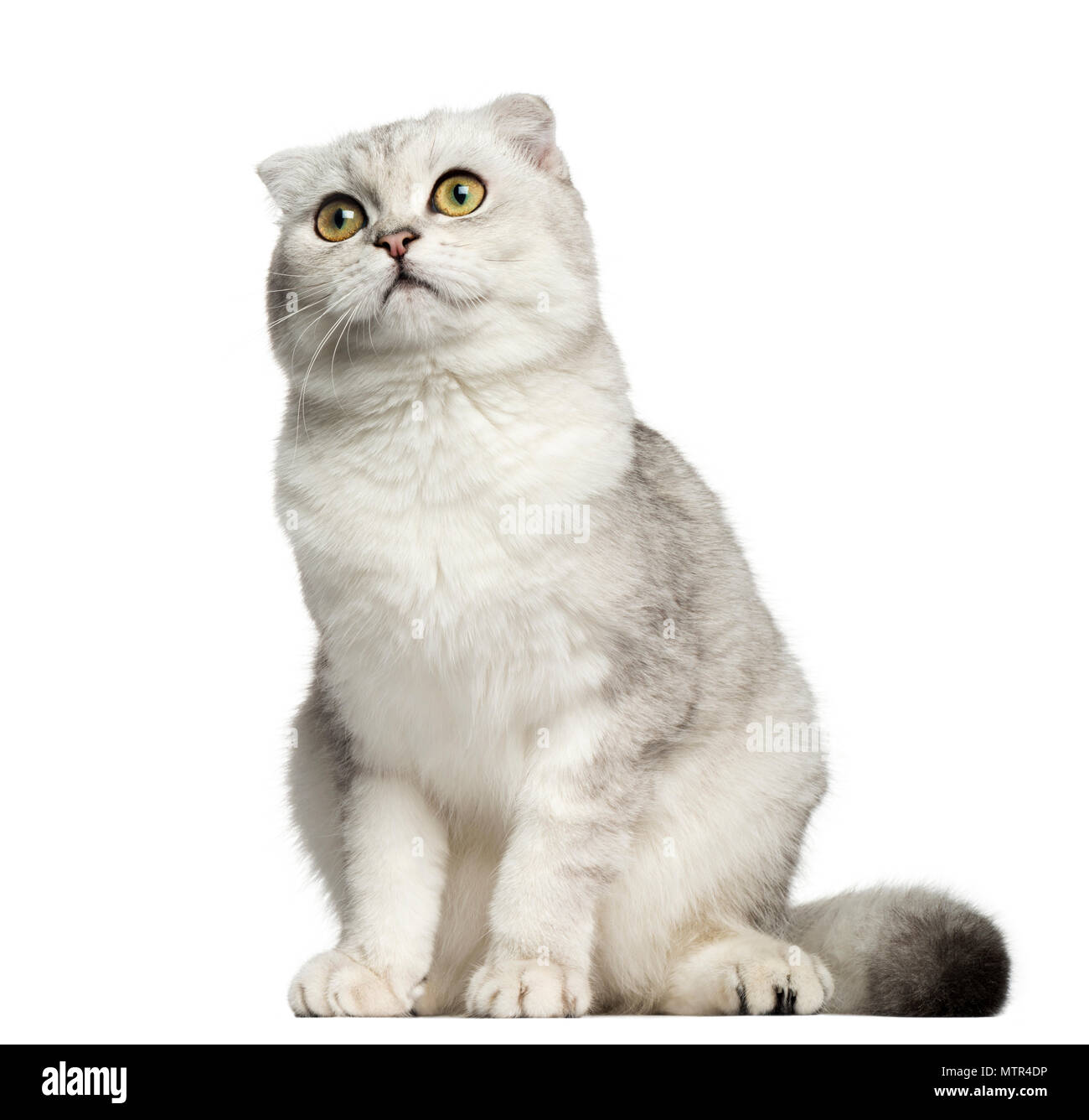 Scottish Fold sitting, looking up, 7 months old, isolated on white Stock  Photo - Alamy