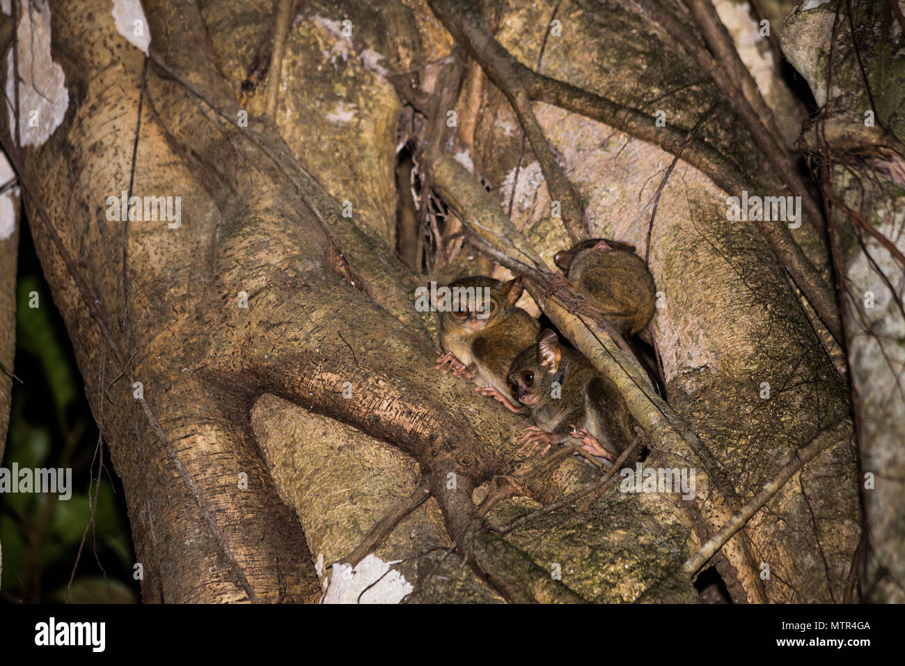 koboldmaki, tarsius tarsier, indonesia, sulawesi Stock Photo