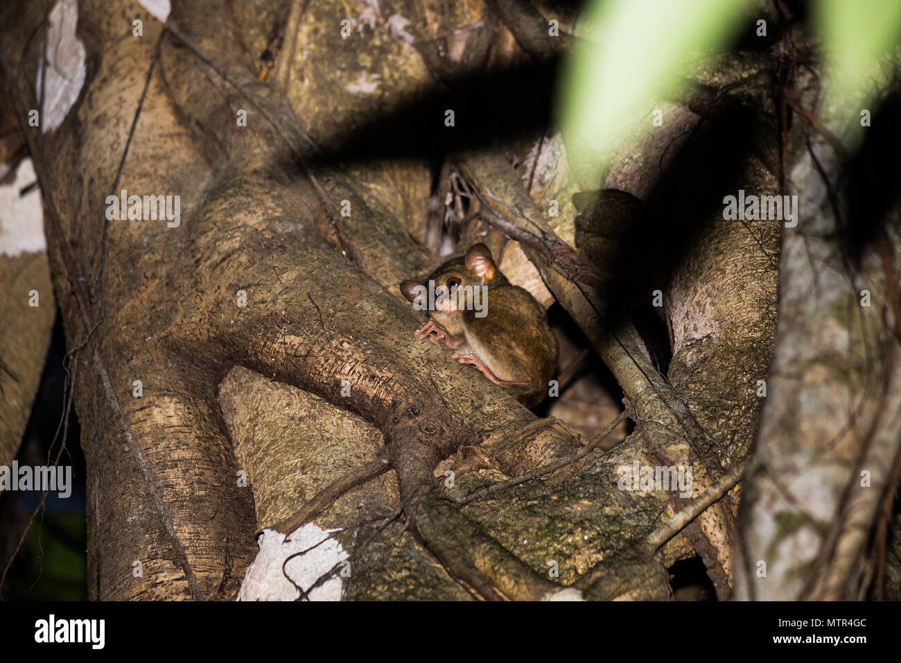 koboldmaki, tarsius tarsier, indonesia, sulawesi Stock Photo
