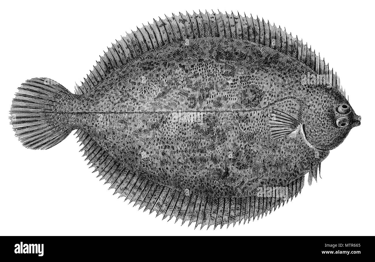 Olive flounder Black and White Stock Photos & Images Alamy