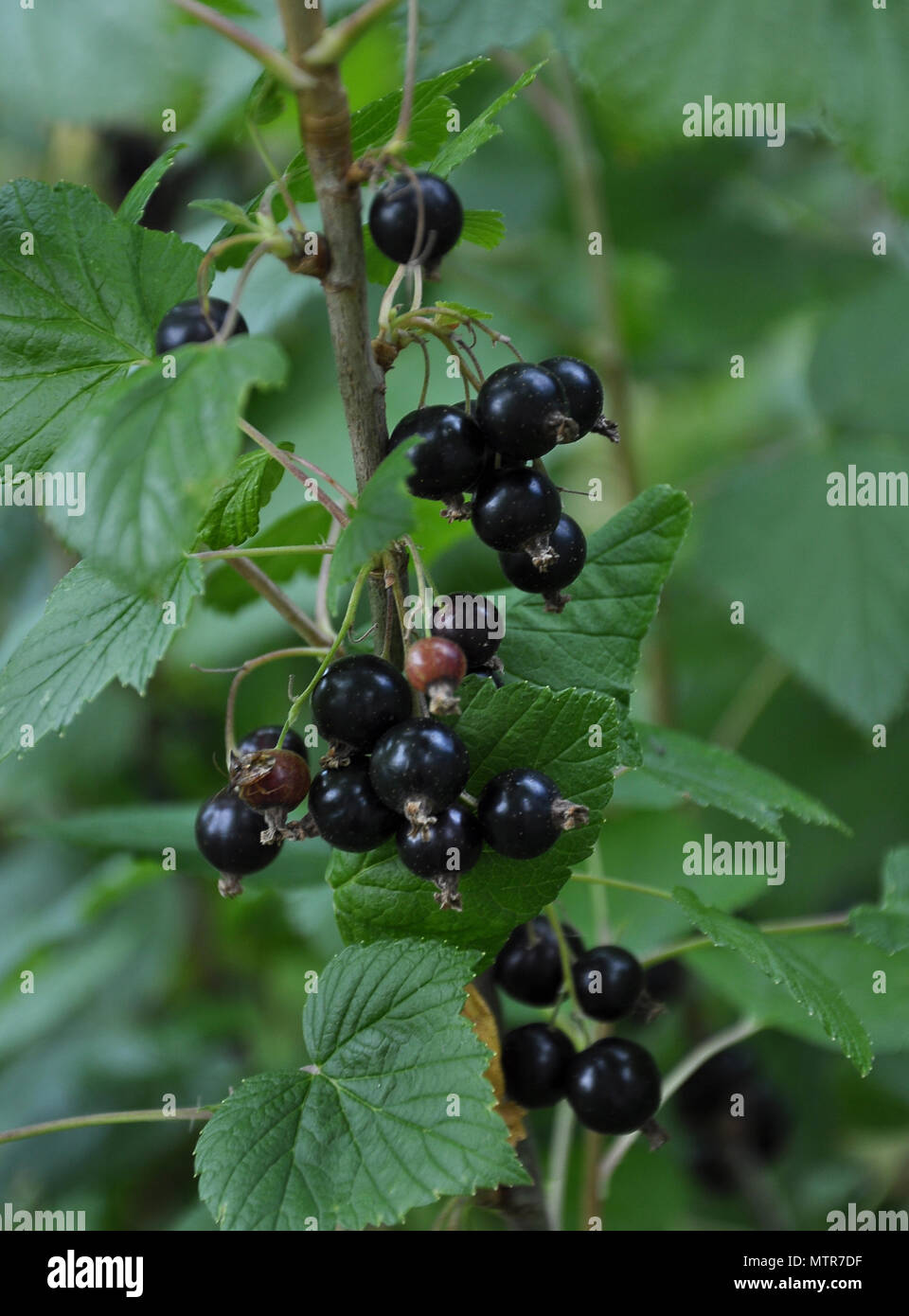 Black currant plant in fruit garden Stock Photo Alamy