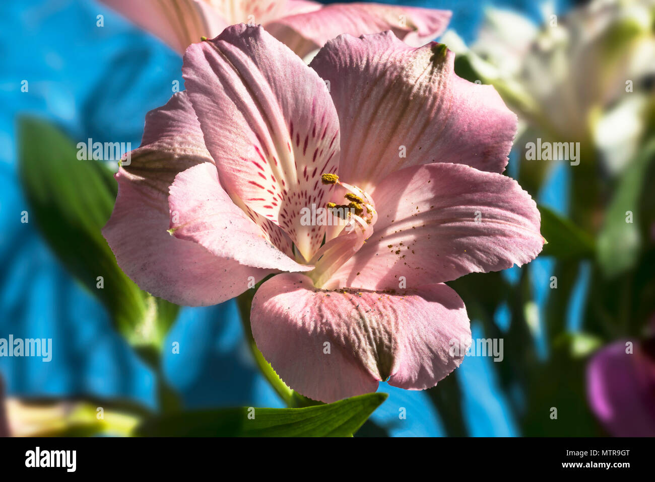 Bright pink   alstroemeria, flower display.  Focus stacked macro. Stock Photo
