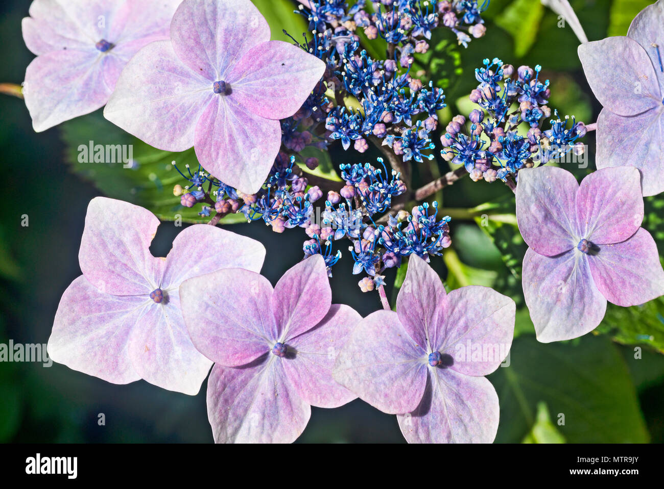 Bright hydrangea lace cap flower head, focus stacked macro Stock Photo
