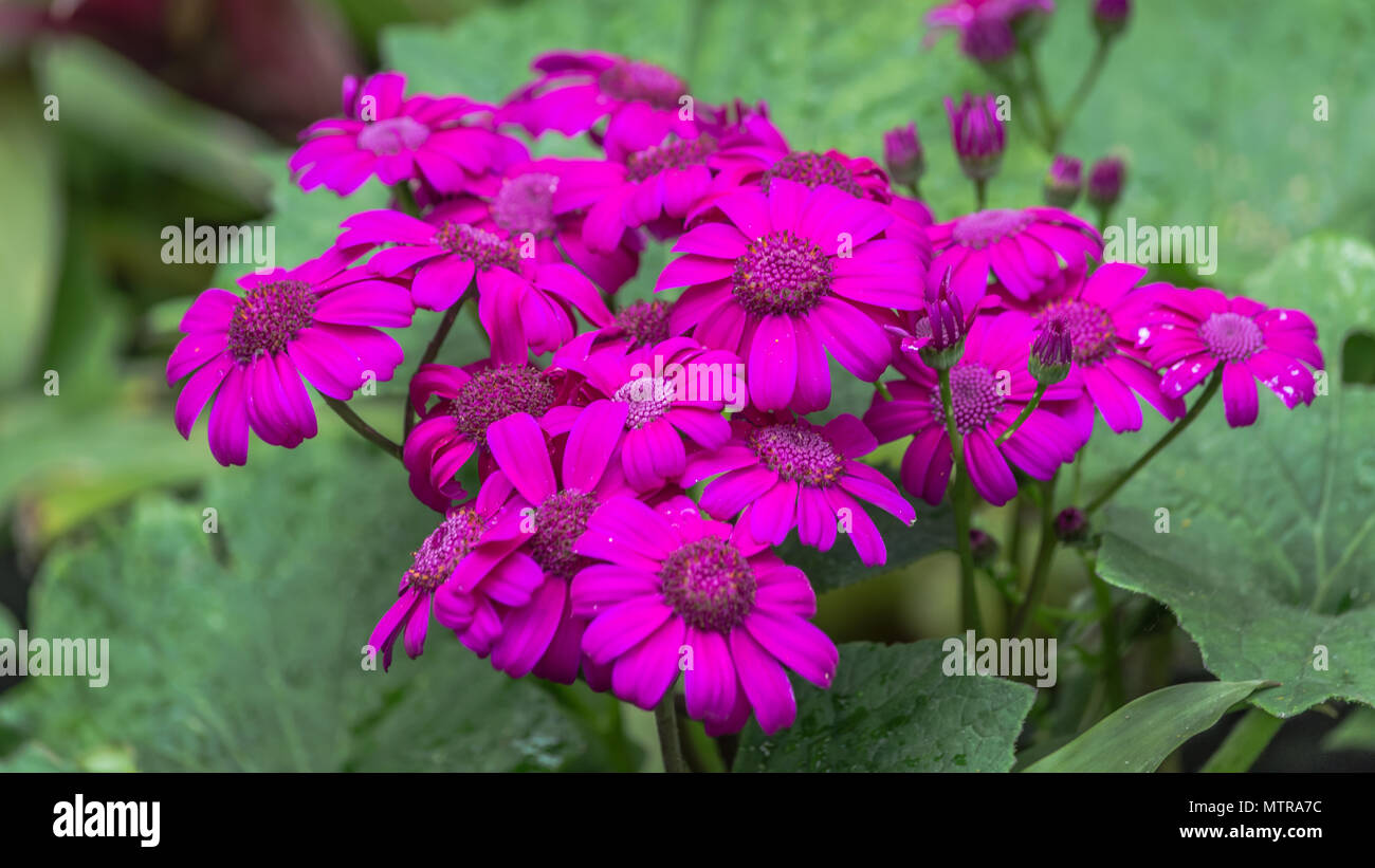Selective focus of Magenta colour daisy flowers (pericallis hybrid), for spring background Stock Photo