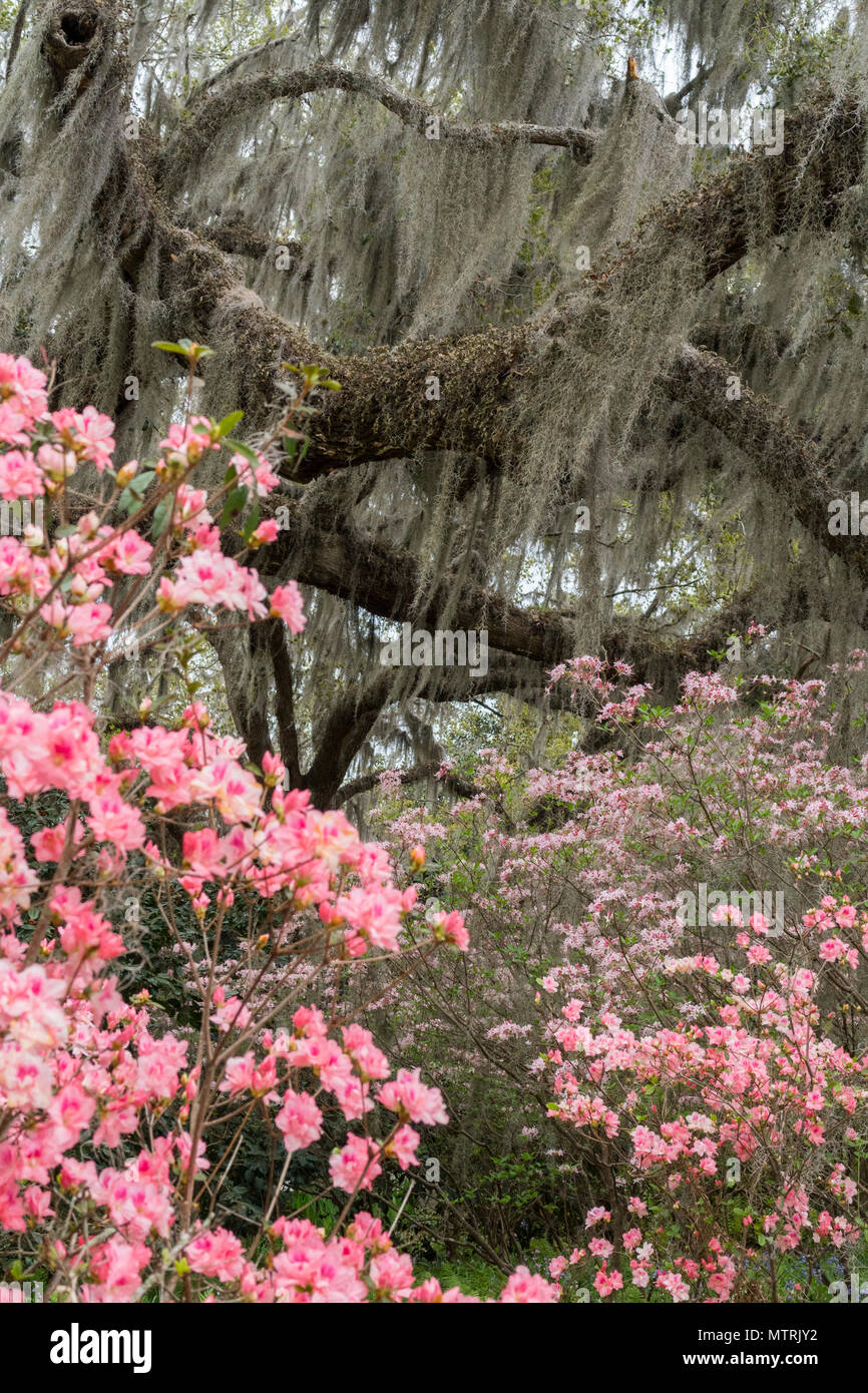 Spring in South Carolina Stock Photo Alamy