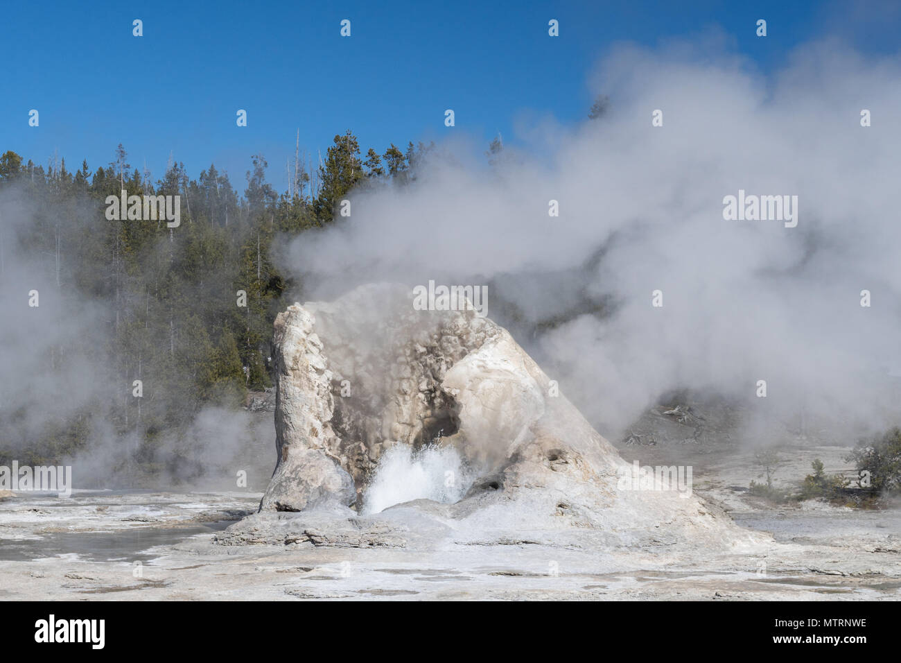 Giant Geyser splashing water in Yellowstone National Park Stock Photo