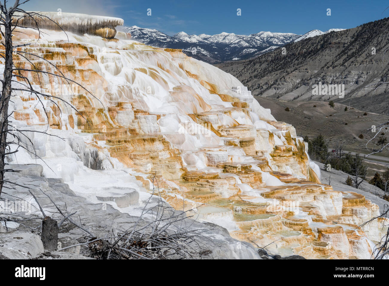 Canary Spring at Mammoth Hot Springs in Yellowstone National Park Stock Photo