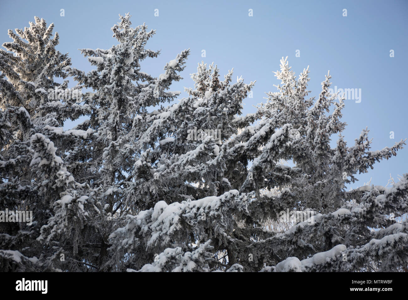 Snow on a trees. Frost branches on blue sky background. Stock Photo