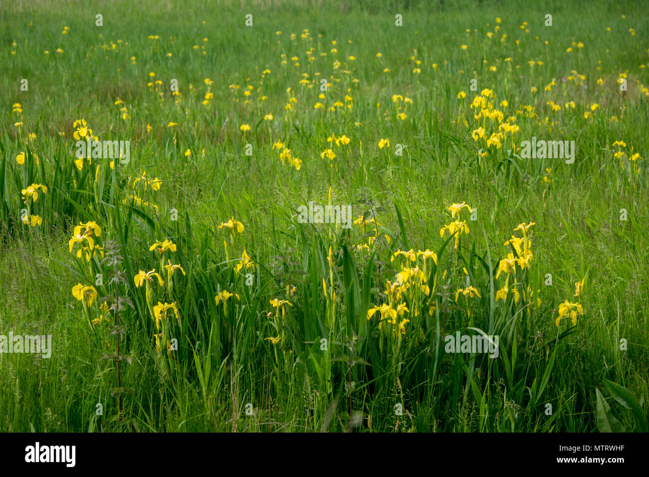 Yellow Flag Iris, Iris Pseudacorus, Stock Photo