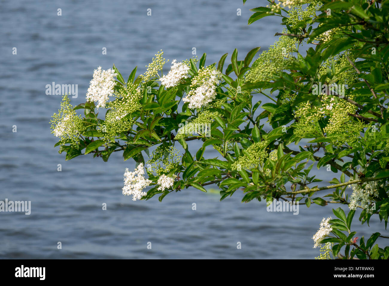 Elder, Sambucus nigra, Flower. Elderflower, blossom Stock Photo