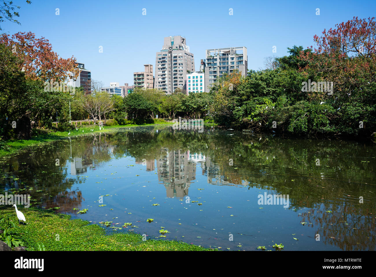 Scenic ecological pool in Daan forest park and buildings in background in Da'an district Taipei Taiwan Stock Photo