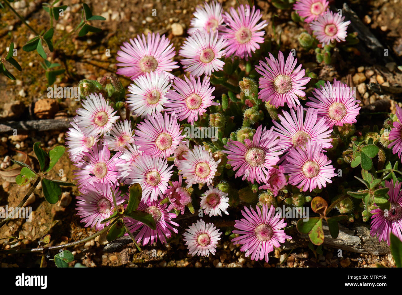 Everlasting flowers hires stock photography and images Alamy
