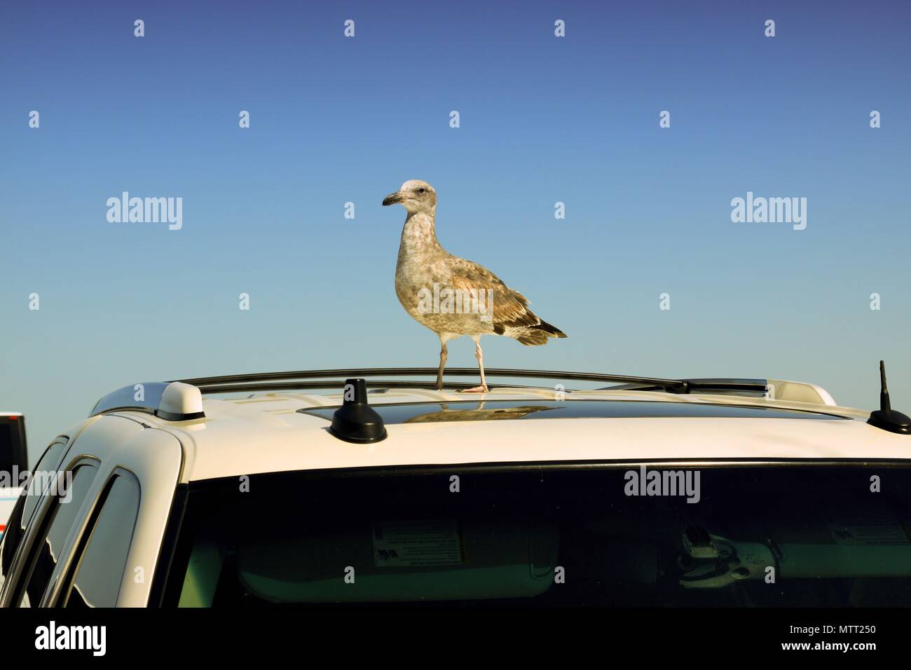 Seagull on car Stock Photo