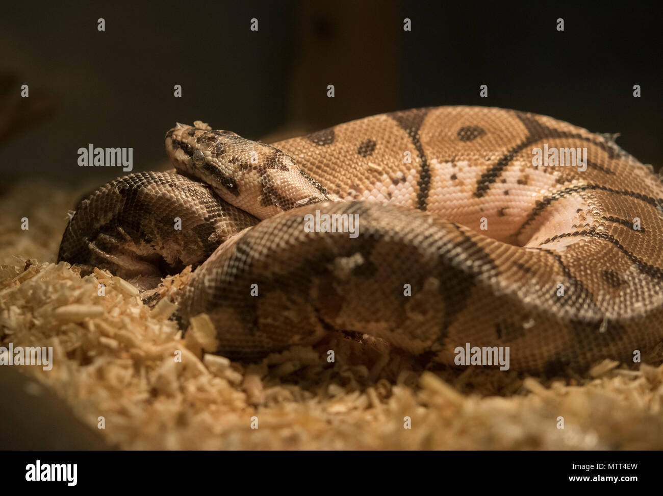 Sub Saharen Ball Python Ball python (Python regius) is a nonvenomous constrictor species native ...