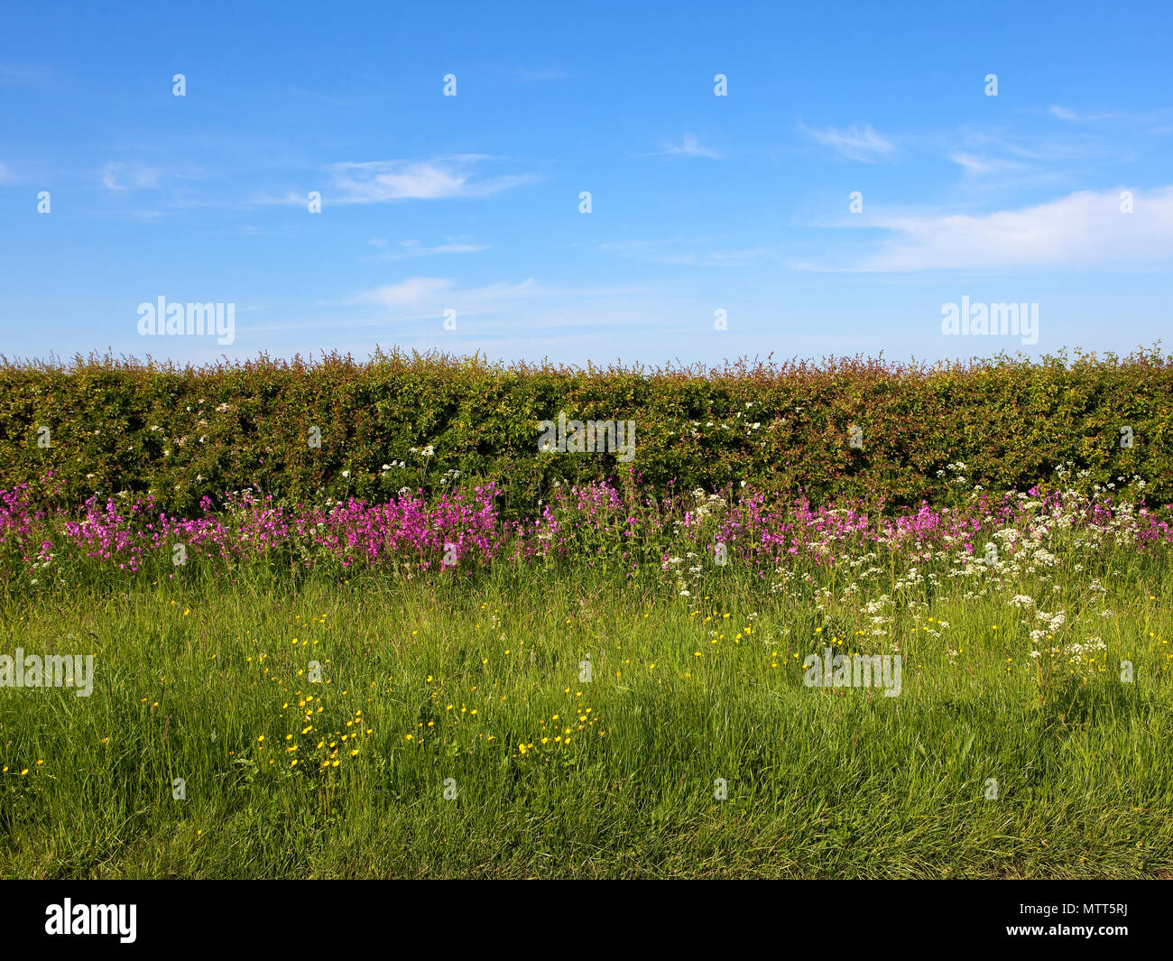 Grass verge hi-res stock photography and images - Alamy