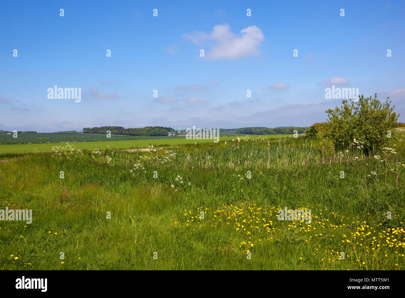 a farm pond with bullrushes wild grasses and wildflowers in an upland field near crops woodland