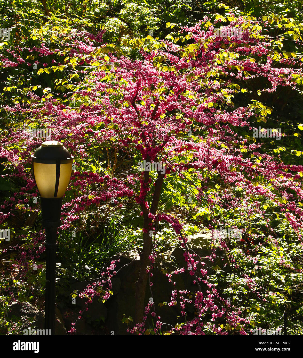 Tree with pink blossoms and light post Stock Photo