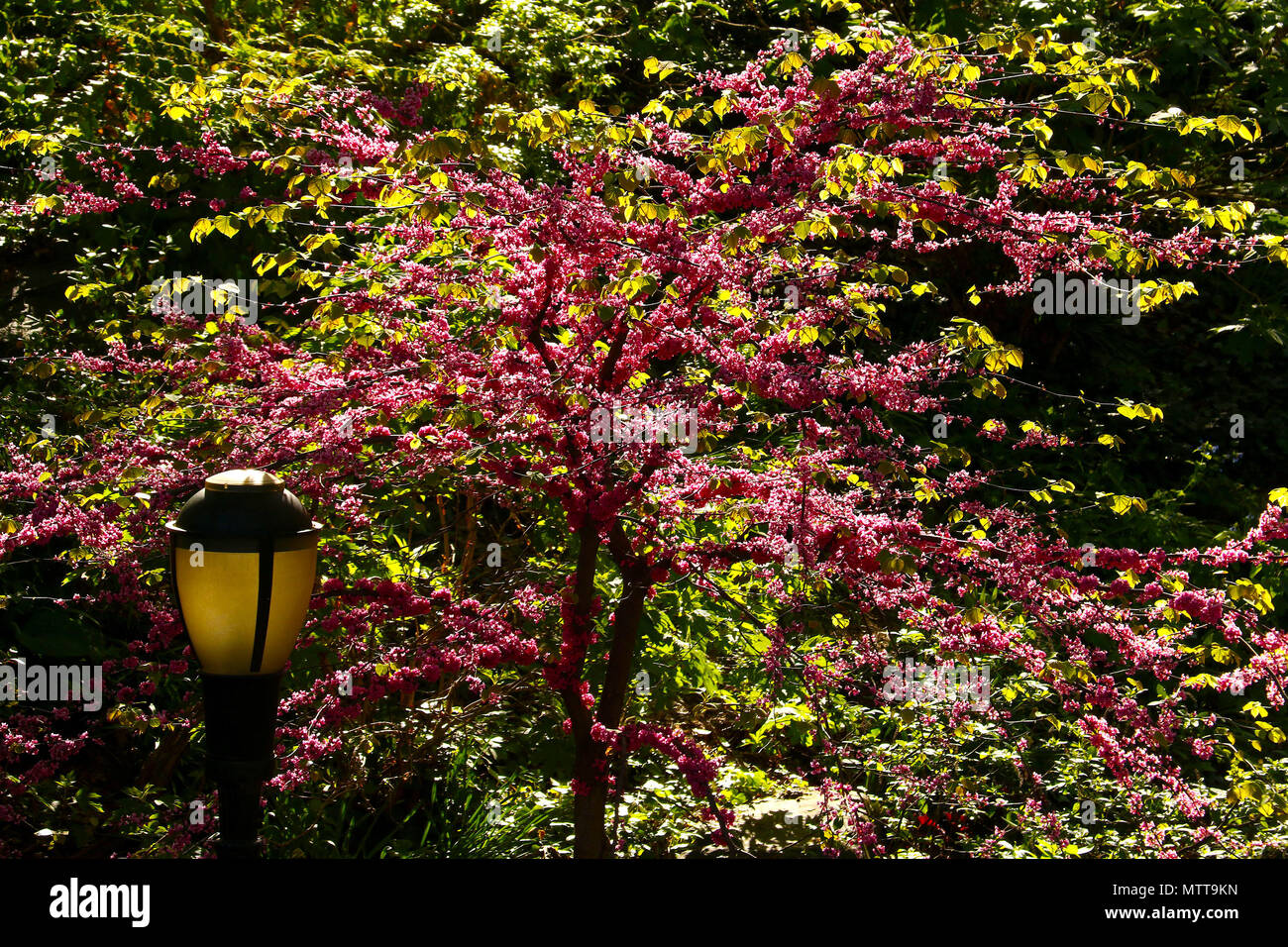 Tree with pink blossoms and light post Stock Photo