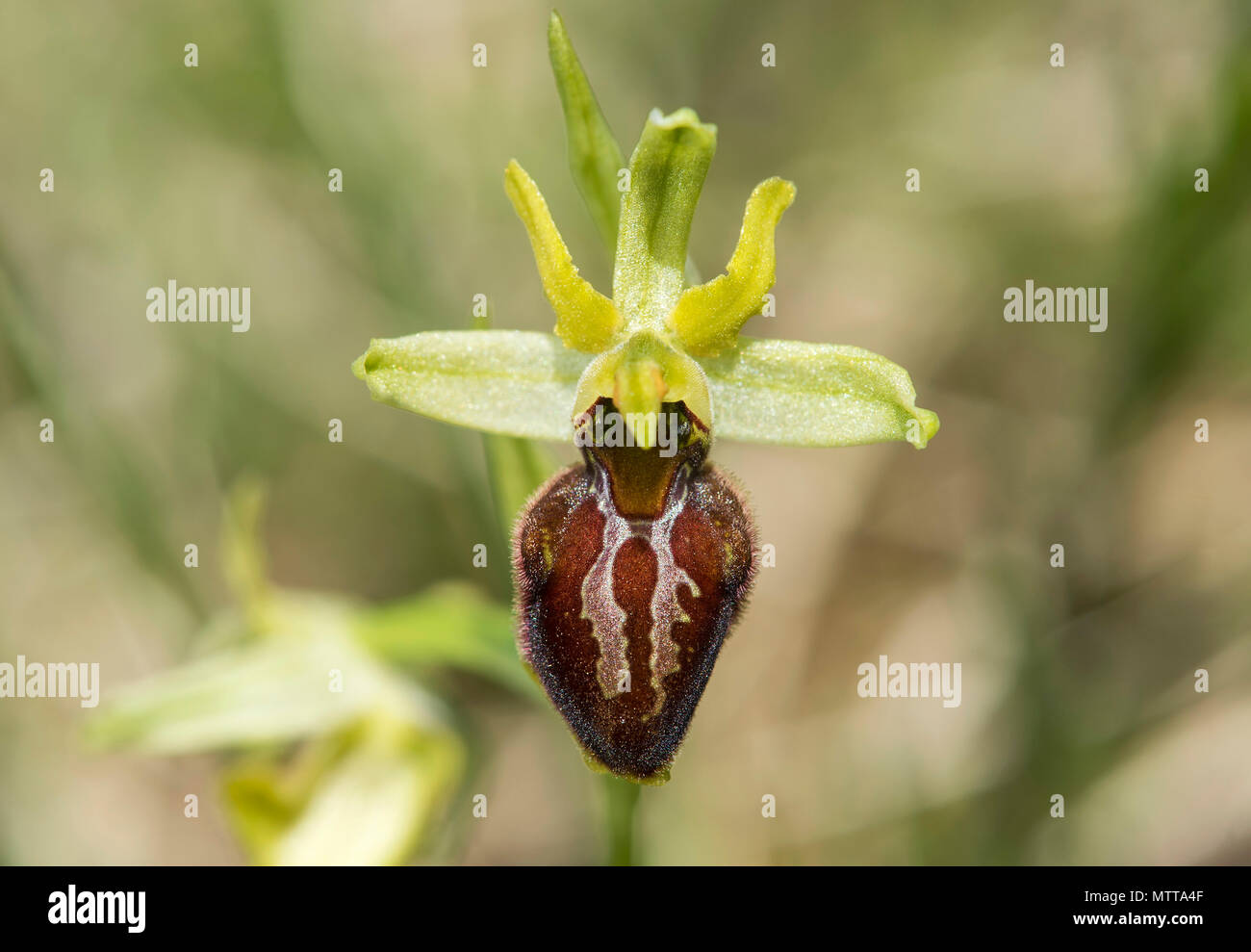 Flower of the terrestrial Early spider orchid (Ophrys aranifera), an  example of sexual mimicry in plants, Canton Valais, Switzerland Stock Photo