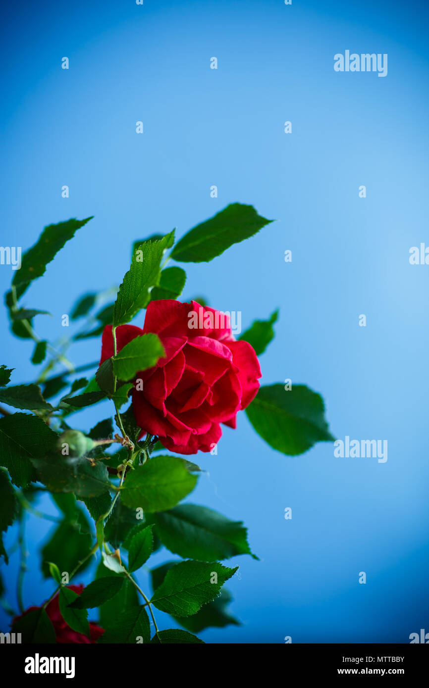 beautiful red blooming roses on a blue background Stock Photo - Alamy