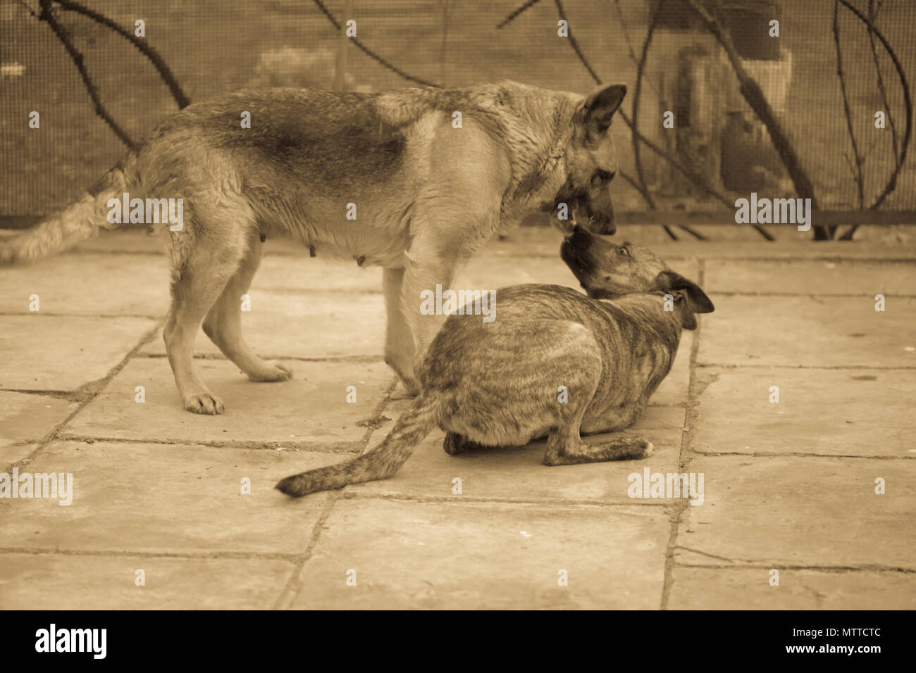 Two dogs are playing in the yard Stock Photo - Alamy