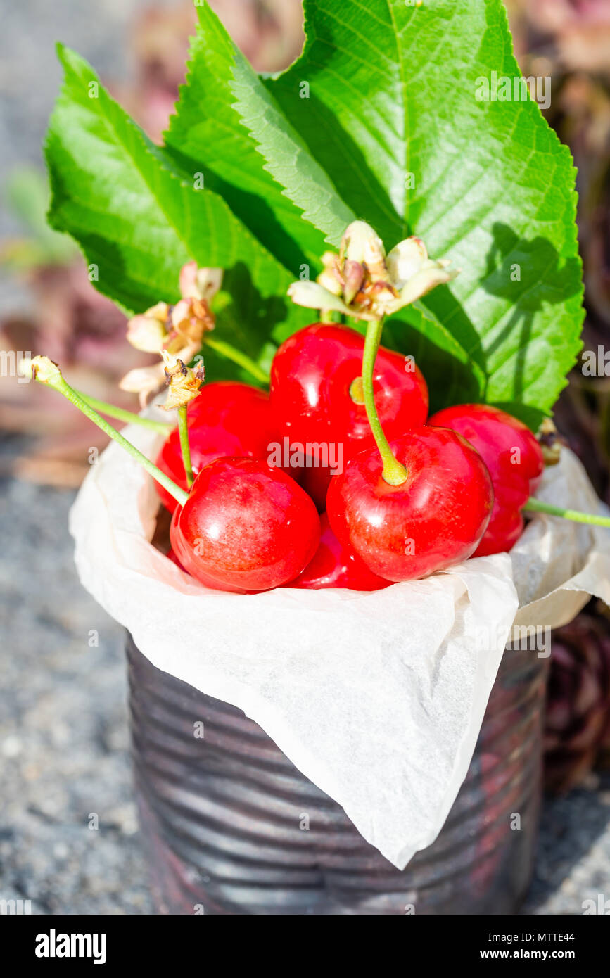 Vertical photo with old vintage tin full of red fresh cherries. The can is placed on stone with several plants and flowers around. Fruit is in tin wit Stock Photo