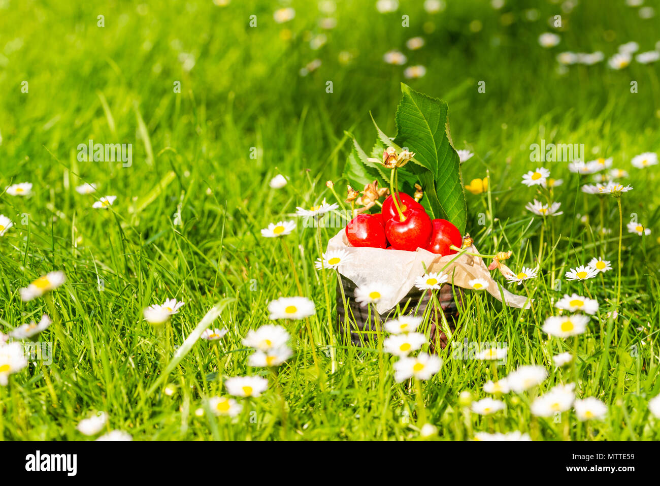 Horizontal photo with old vintage tin full of red fresh cherries. The can is placed in higher green grass with many white daisies around. Fruit is in  Stock Photo