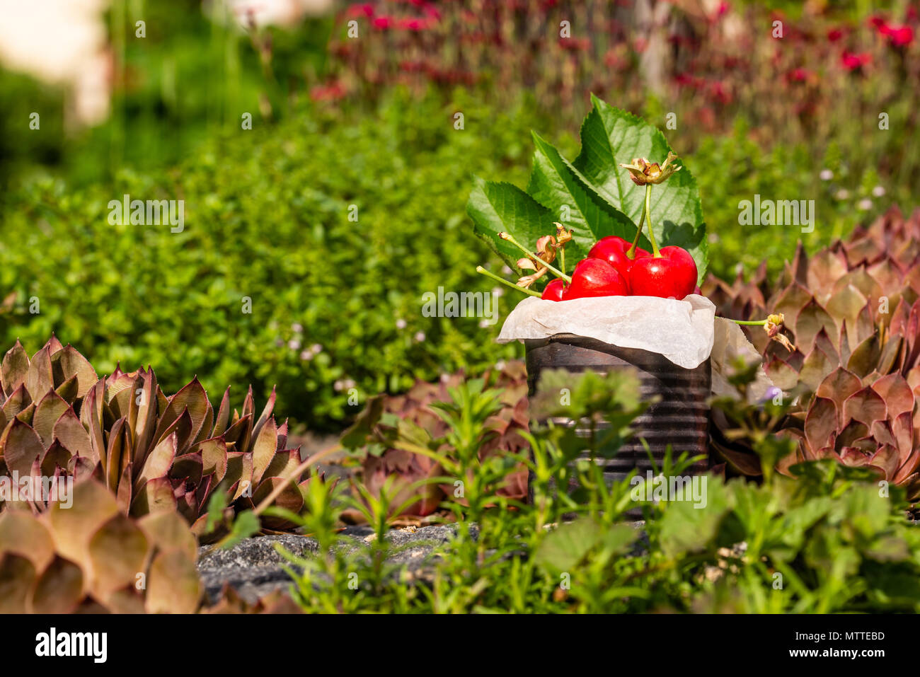 Horizontal photo with old vintage tin full of red fresh cherries. The can is placed on stone with several plants and flowers around. Fruit is in tin w Stock Photo