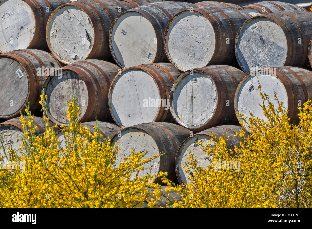 MALT WHISKY BARRELS OR CASKS STACKED ROW UPON ROW WITH YELLOW BROOM FLOWERS AT TAMDHU NEAR TO THE RIVER SPEY  SPEYSIDE SCOTLAND Stock Photo
