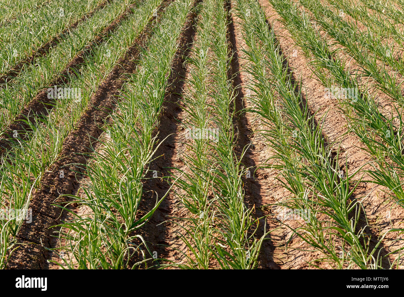 Onion plantation hi-res stock photography and images - Alamy