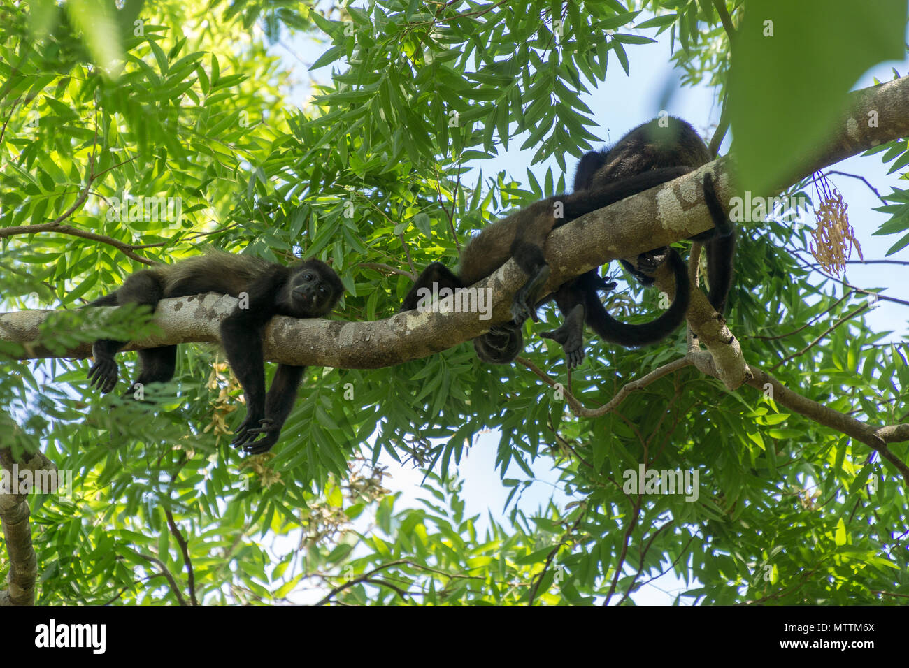 Lazy monkeys hanging from tree, Costa Rica, Central America. Stock Photo