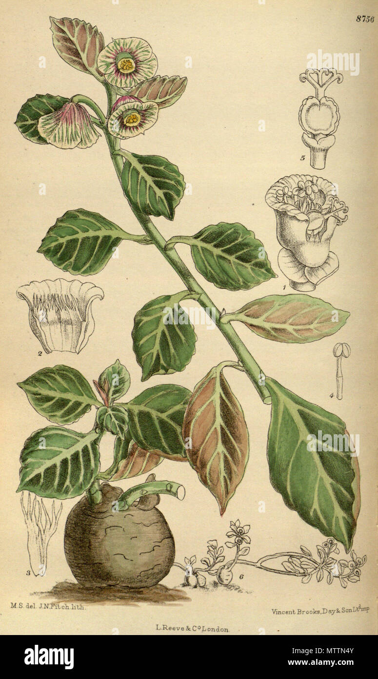 . Monadenium erubescens (= Euphorbia major), Euphorbiaceae . 1918. M.S. del., J.N.Fitch lith. 422 Monadenium erubescens 144-8756 Stock Photo
