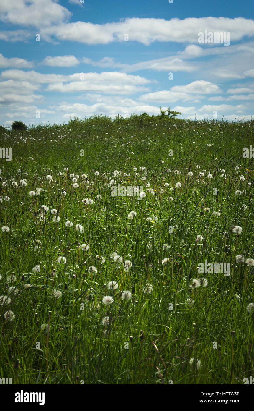 A field of Dandelions gone to seed Stock Photo