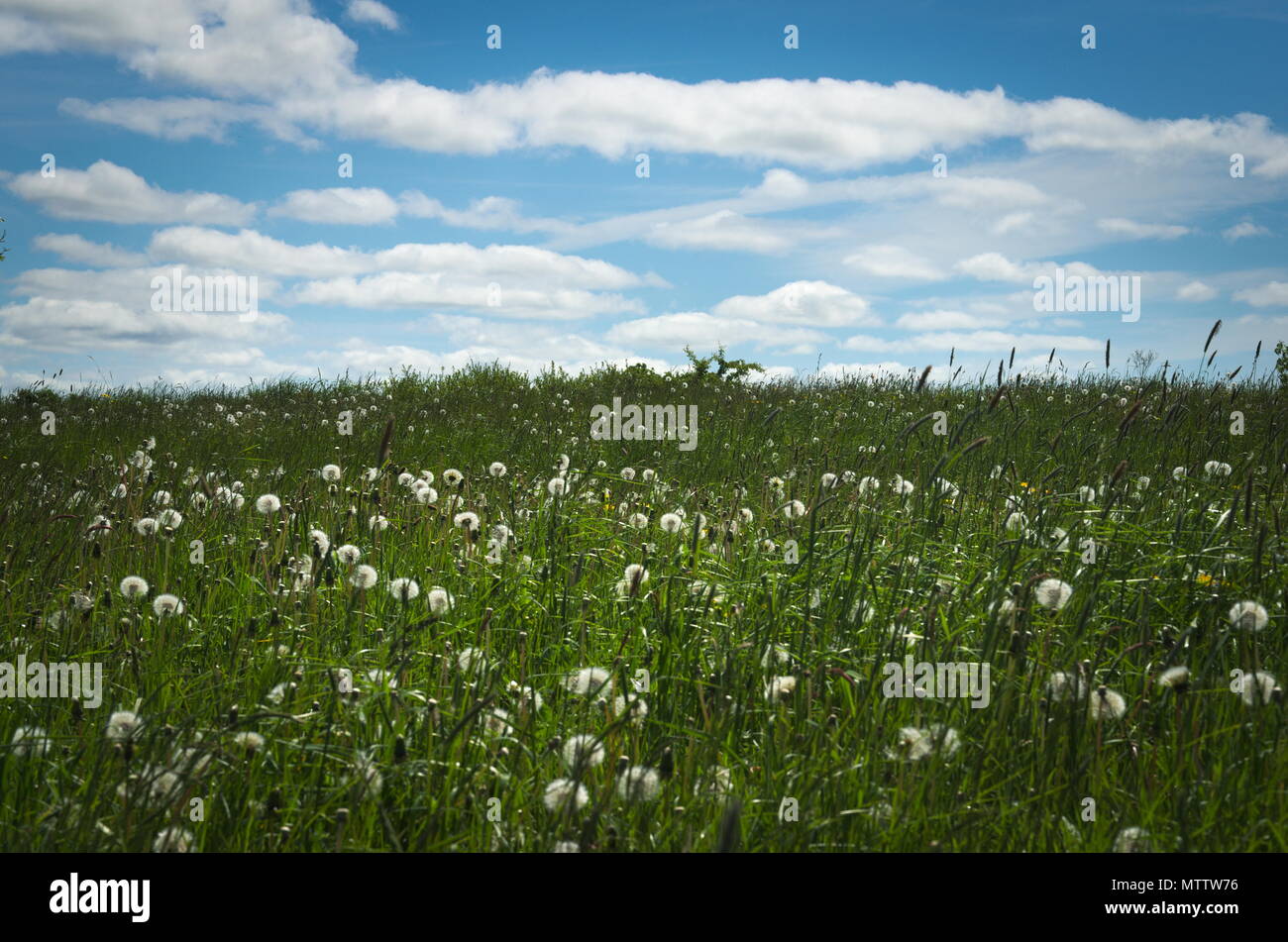 A field of Dandelions gone to seed Stock Photo